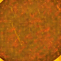 Una sinfonía de girasoles